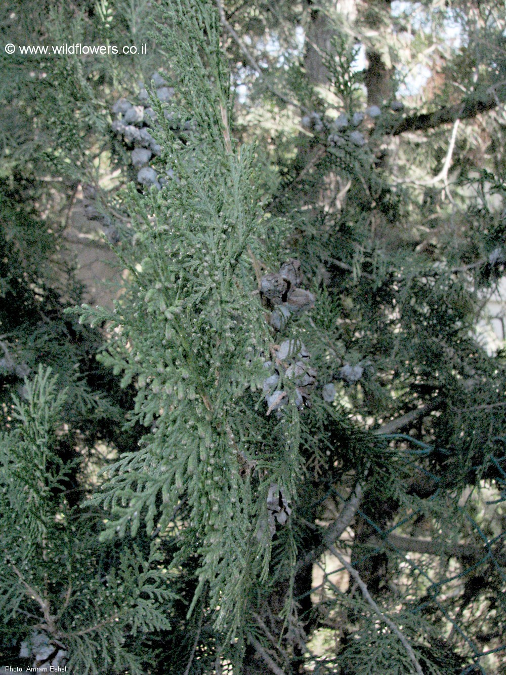 Platycladus orientalis